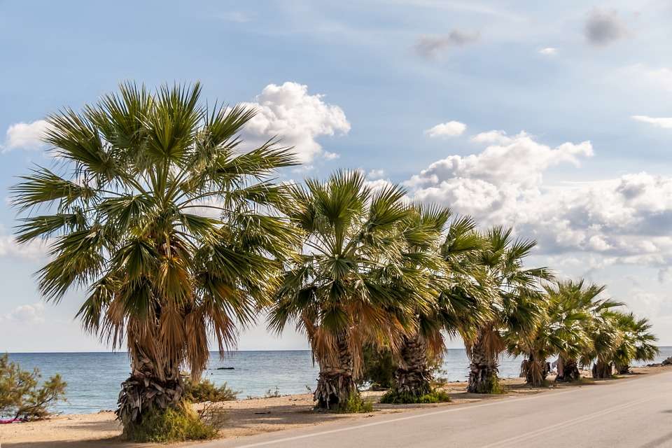 Roadside palm trees. online puzzle