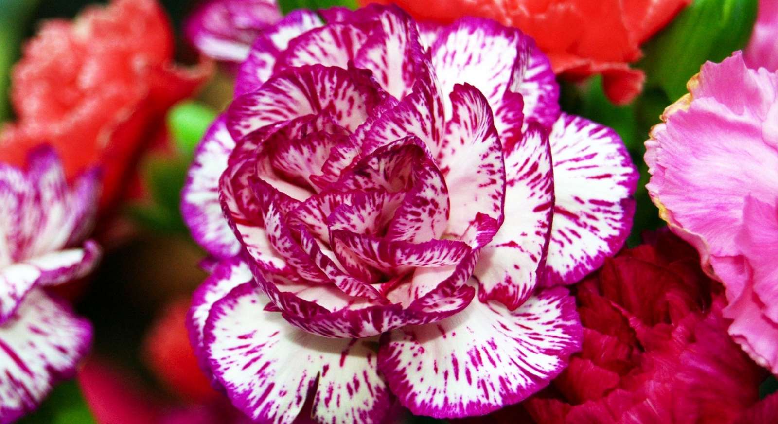 farbenfrohe Blumen Online-Puzzle