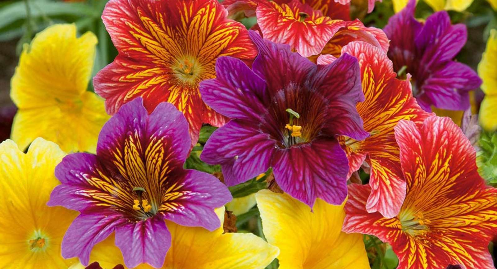 colorful flowers jigsaw puzzle online