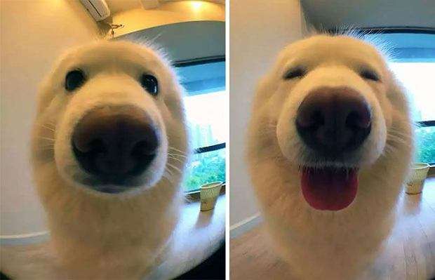 ο σκύλος είναι χαρούμενος  quebra-cabeças online
