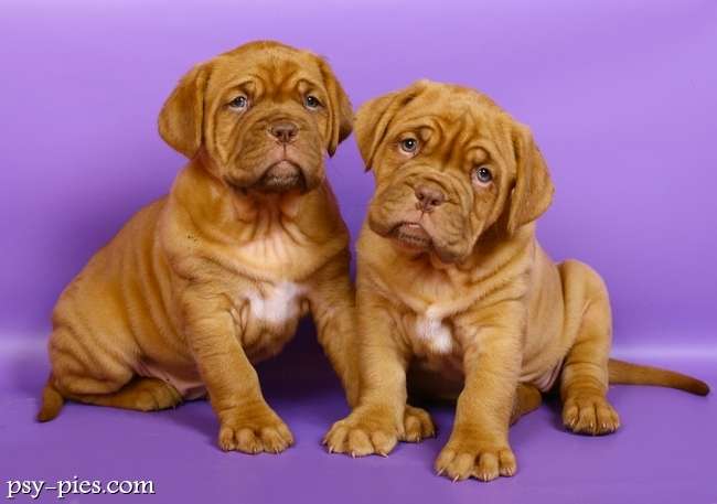 french mastiff dogs online puzzle