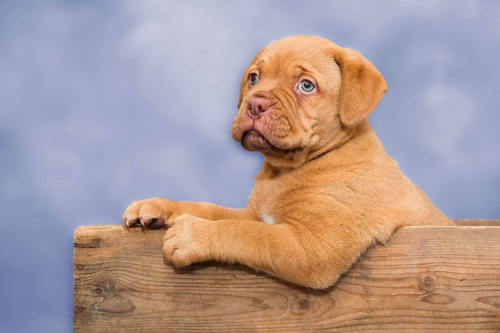 Fransk mastiffhund pussel på nätet