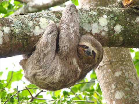 Happy Sloth Animal pussel på nätet