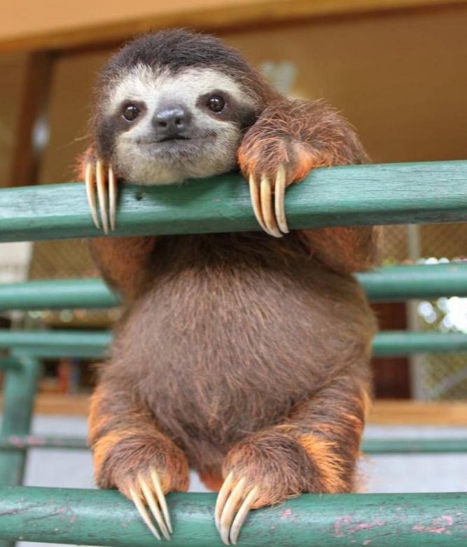 Happy Sloth online puzzle