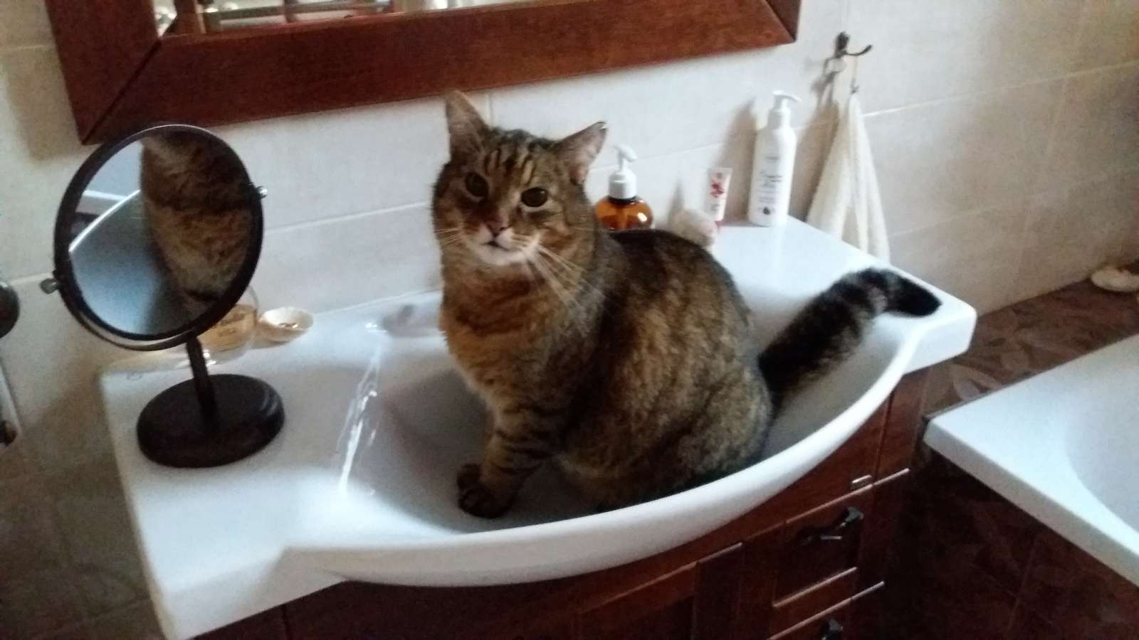 котка в мивката онлайн пъзел