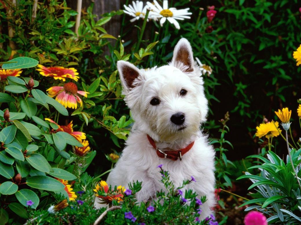 малко куче в цветя онлайн пъзел