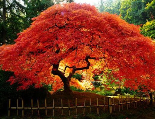 red maple jigsaw puzzle online