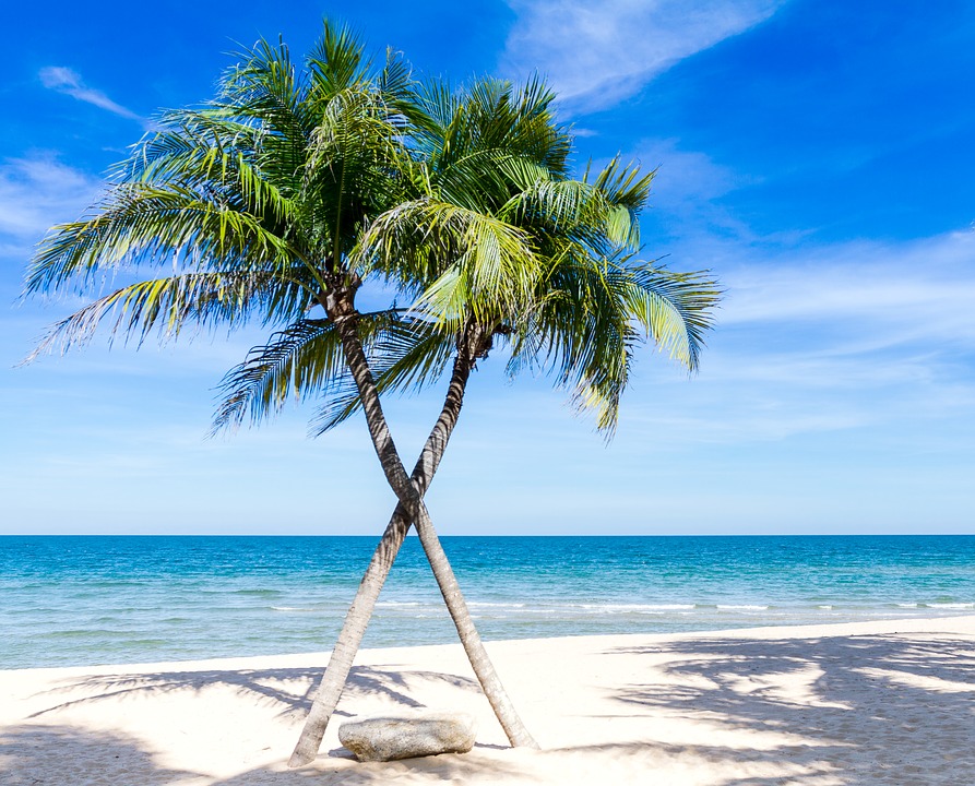 Palmbomen in het Caribisch gebied. legpuzzel online