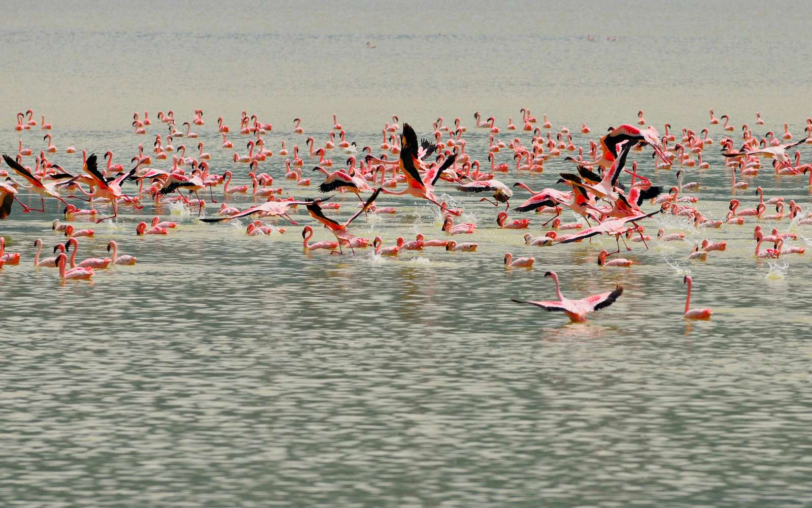 Flamingos. pussel på nätet