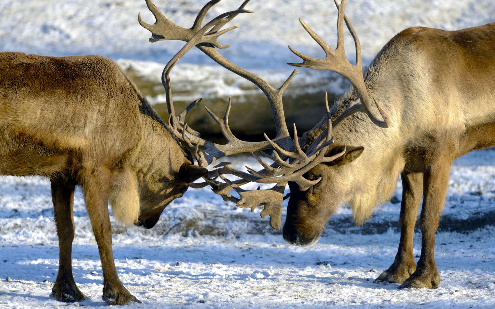 On the rut. jigsaw puzzle online