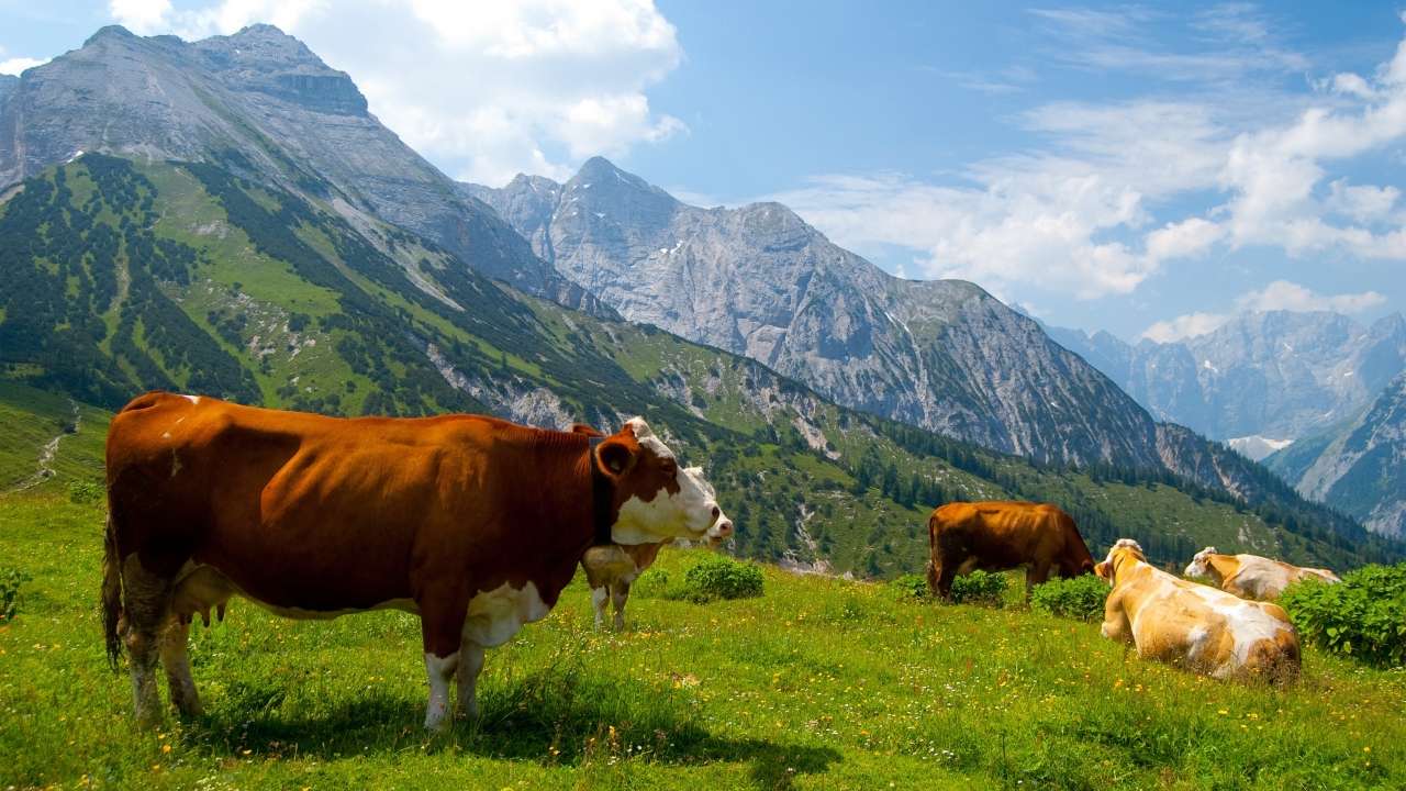 Αγελάδες που βόσκουν. παζλ online