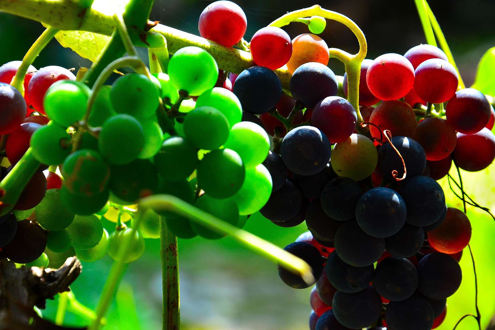 виноград пазл онлайн