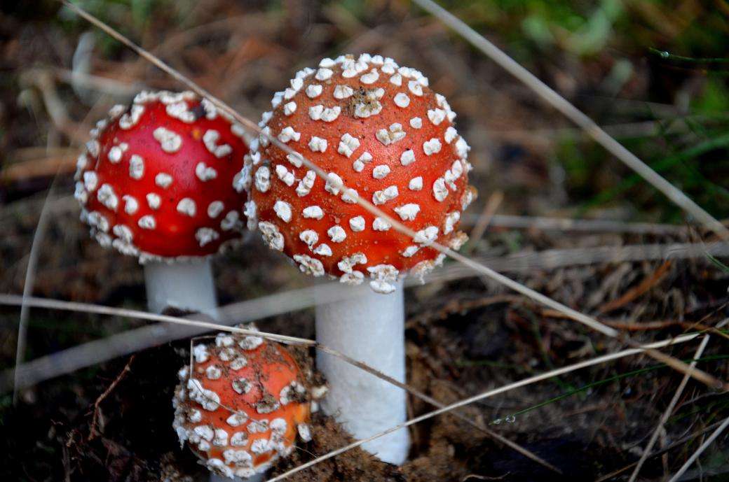 Tři houby skládačky online