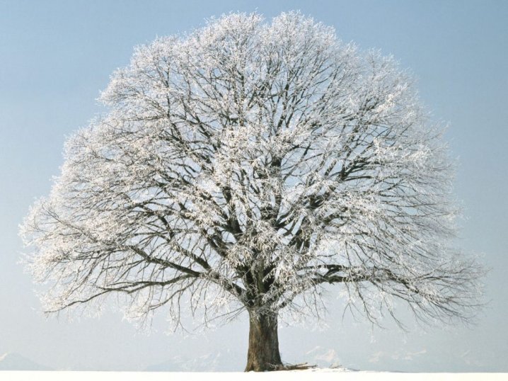 Winter Baum Online-Puzzle