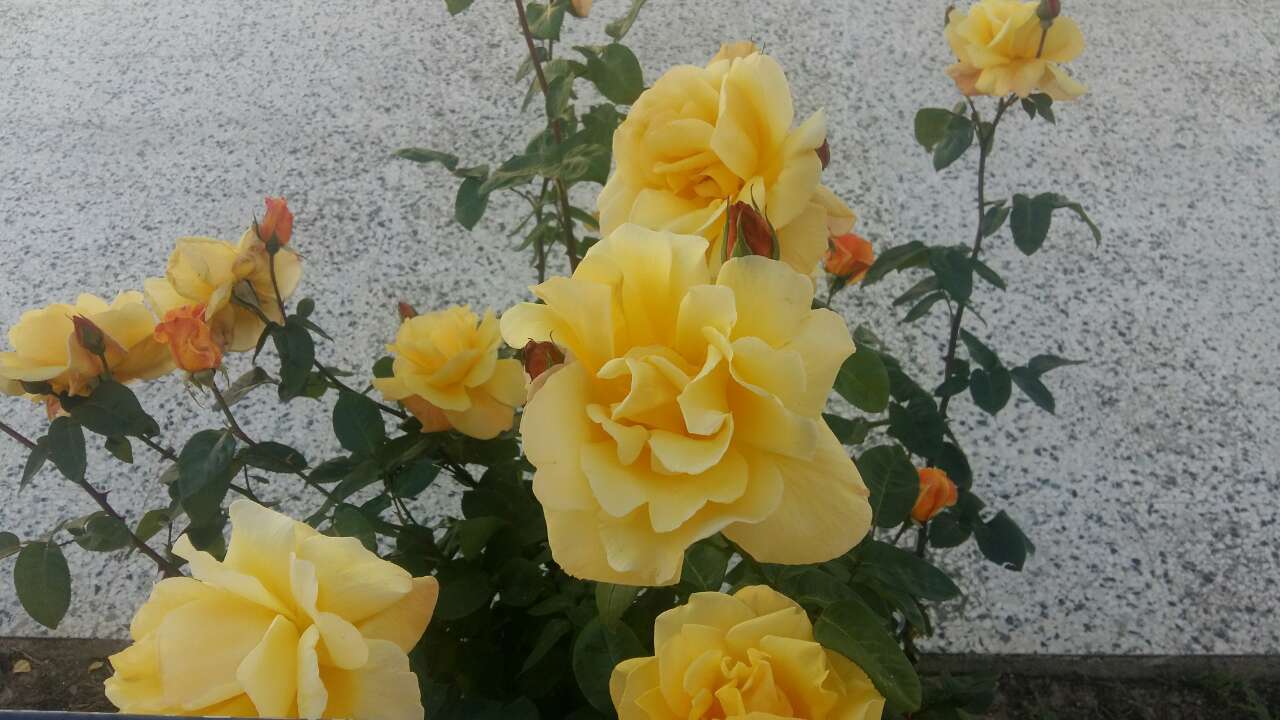 Yellow florets online puzzle