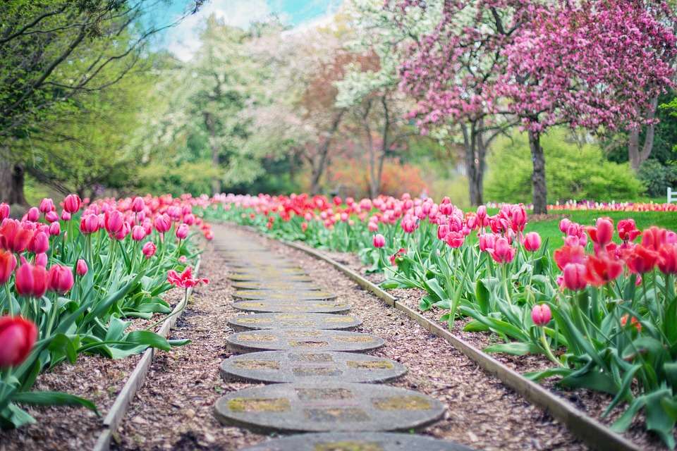 Path among tulips. jigsaw puzzle online