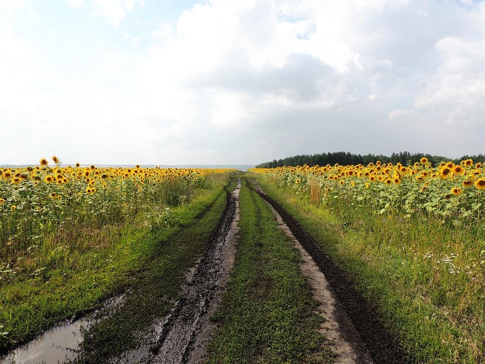 Road among sunflowers. jigsaw puzzle online