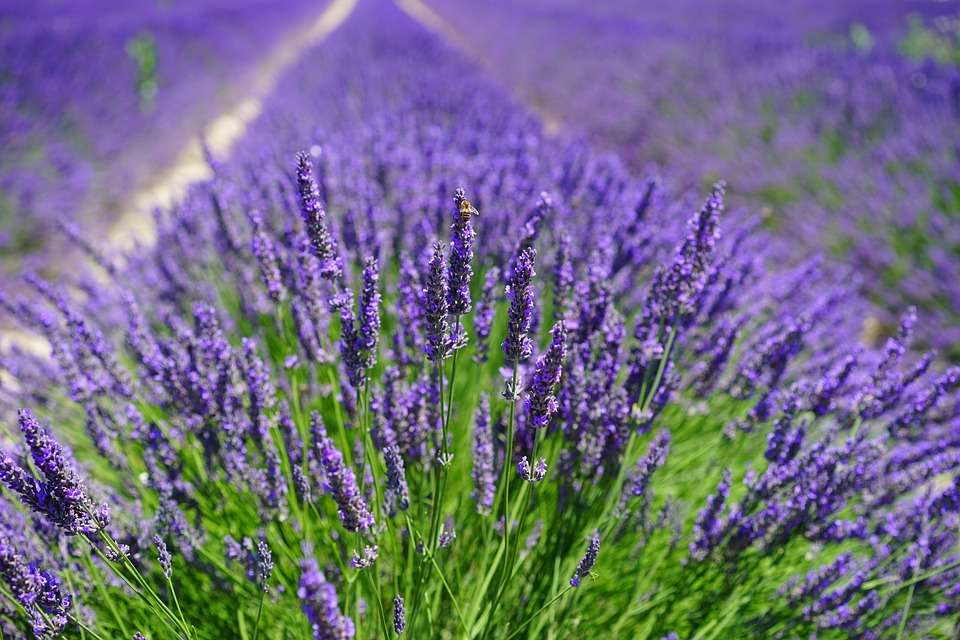 Lavendel. Pussel online