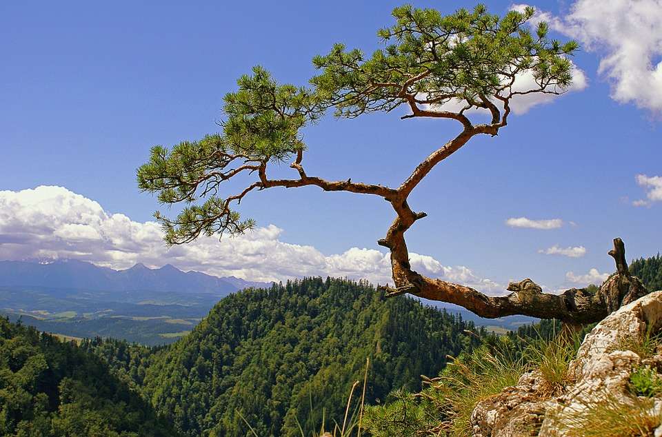 The famous pine in Pieniny. jigsaw puzzle online
