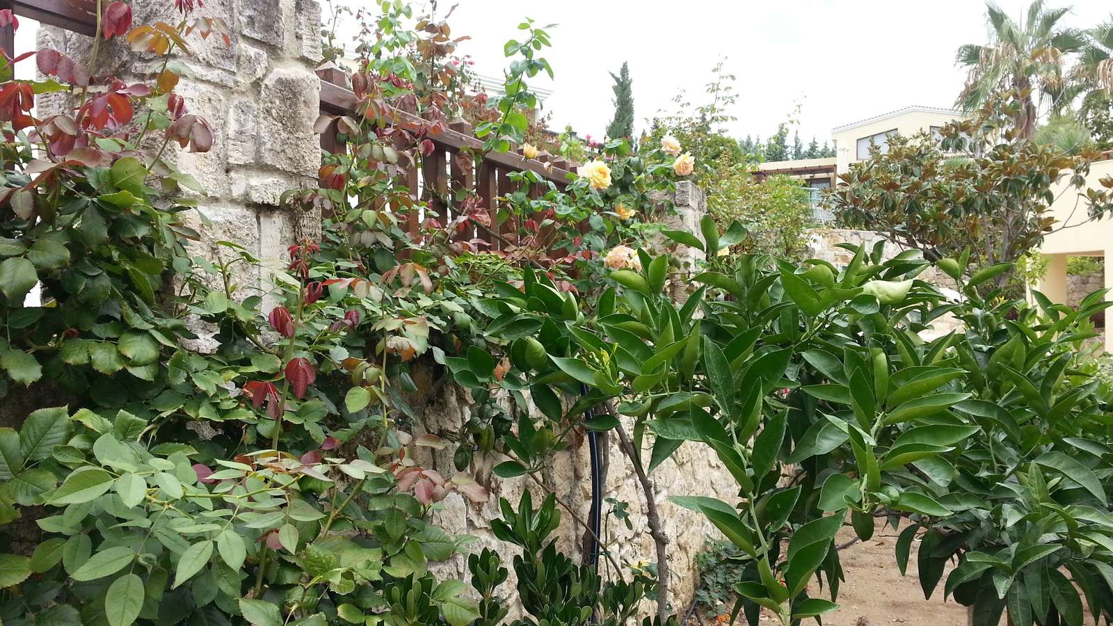 Κήπος στην Ελλάδα online παζλ