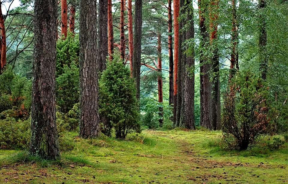 Tuchola skog. Pussel online
