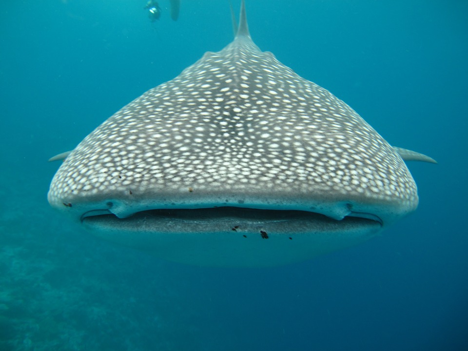Whale shark. jigsaw puzzle online
