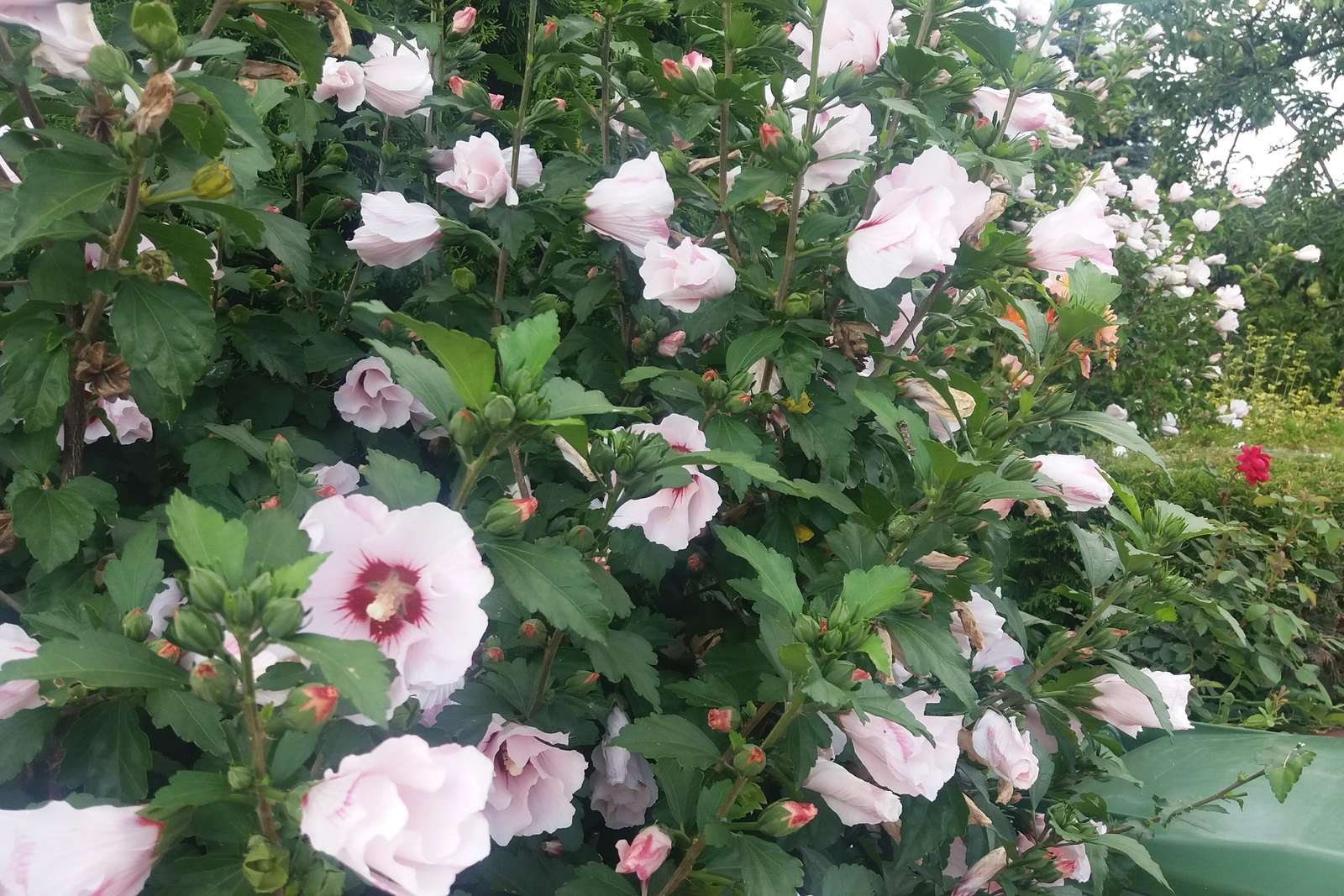 Roses trémières dans le jardin puzzle en ligne