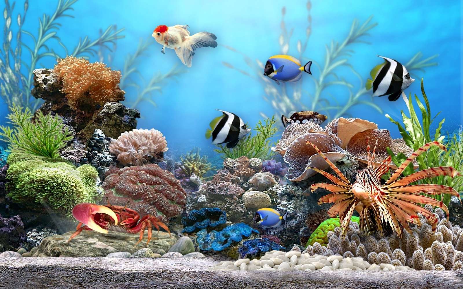 Vissen in het aquarium. puzzel
