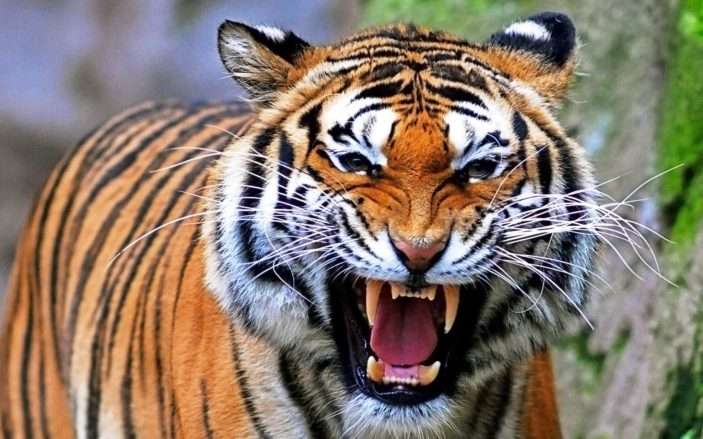 тигровий тигр онлайн пазл