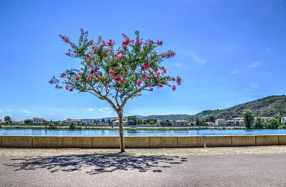 Tree above the water. jigsaw puzzle online