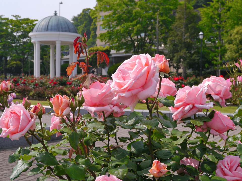 Roses in the park. jigsaw puzzle online