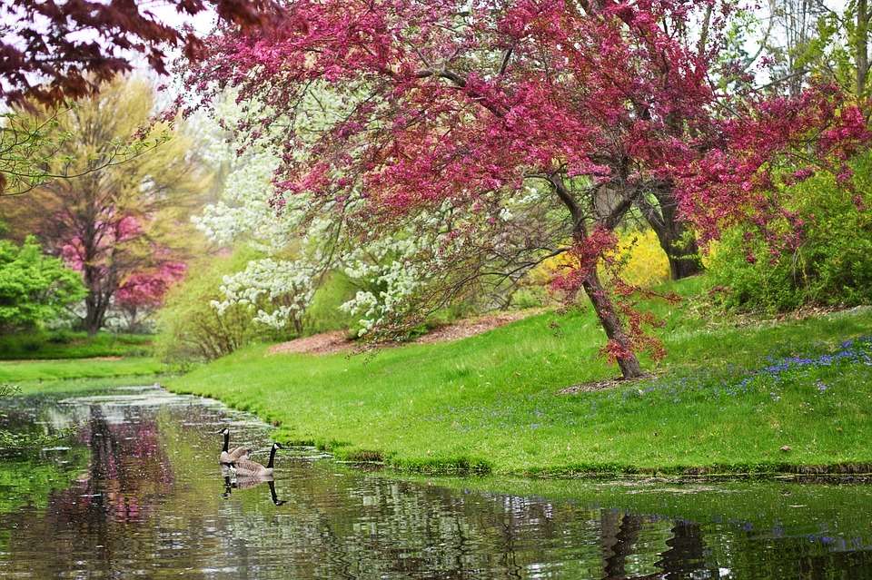 Гъска в парка през пролетта. онлайн пъзел