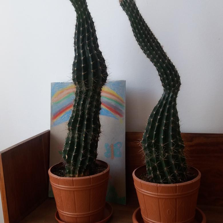 cactus - une longue période  онлайн пъзел