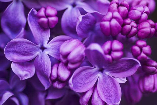 Μοβ άνθη παζλ online