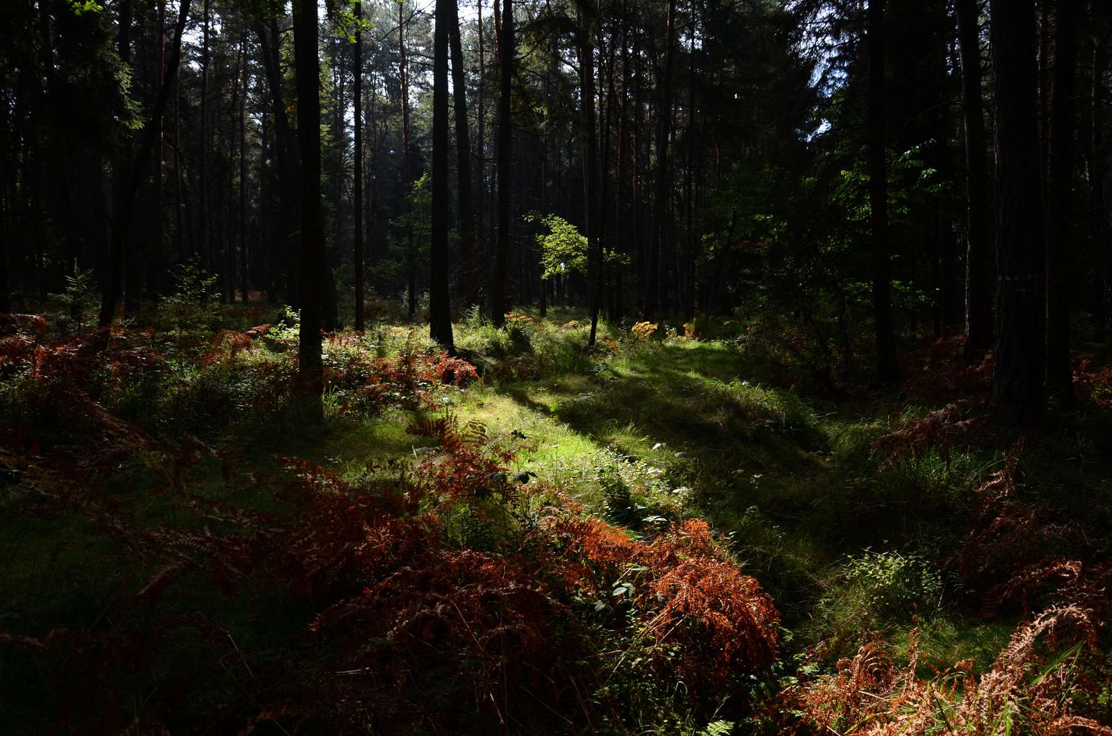 Mystisk skog Pussel online