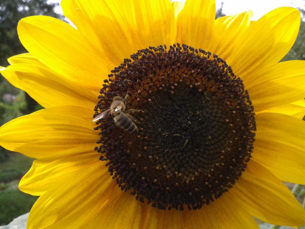 Fleißige Biene Online-Puzzle