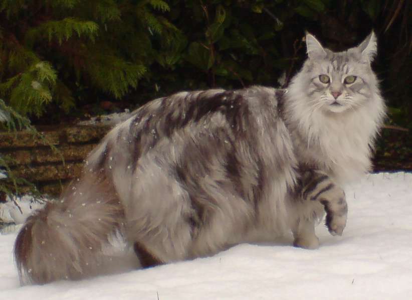 Katt i snön pussel på nätet