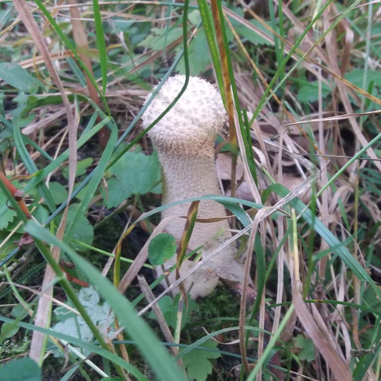 een paddenstoel groeit legpuzzel online