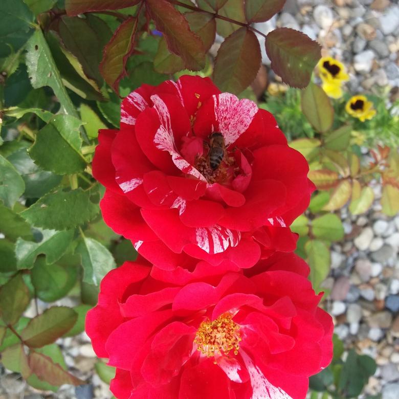 розы всегда красивы онлайн-пазл