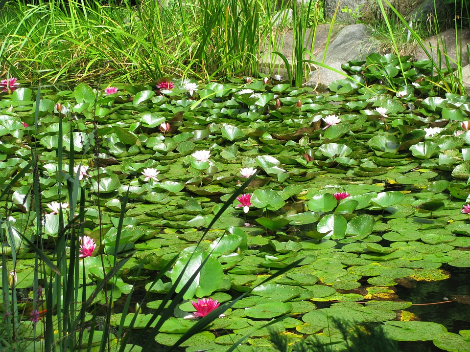 Езерце в Лишен. онлайн пъзел
