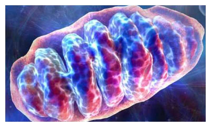 mitokondrien pussel på nätet