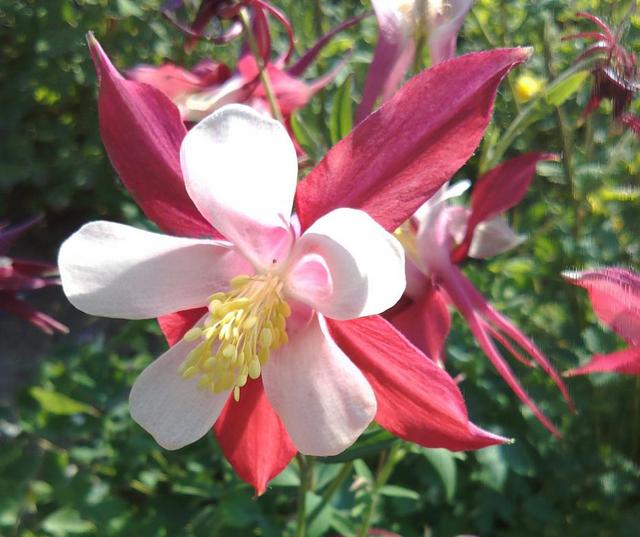 λουλούδι columbine παζλ online