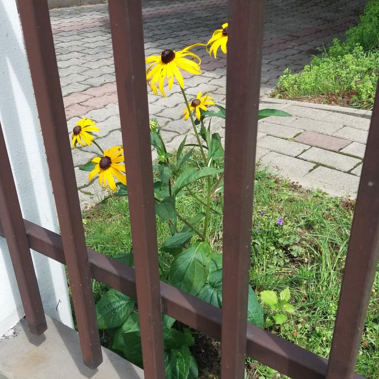 цветок за забором пазл онлайн