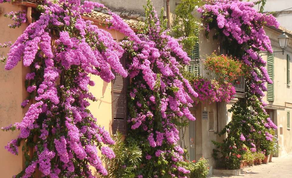 Bougainvillea on the facade of jigsaw puzzle online
