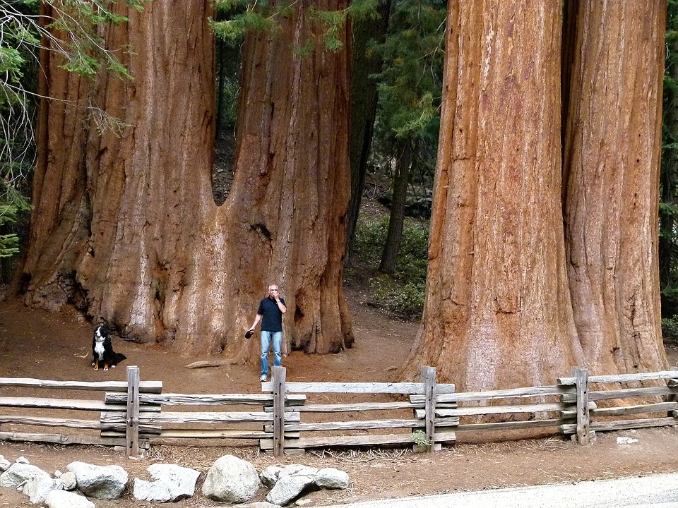 Redwoods. quebra-cabeças online
