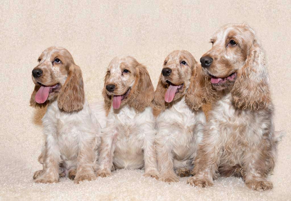 puppy spaniel cocer jigsaw puzzle online