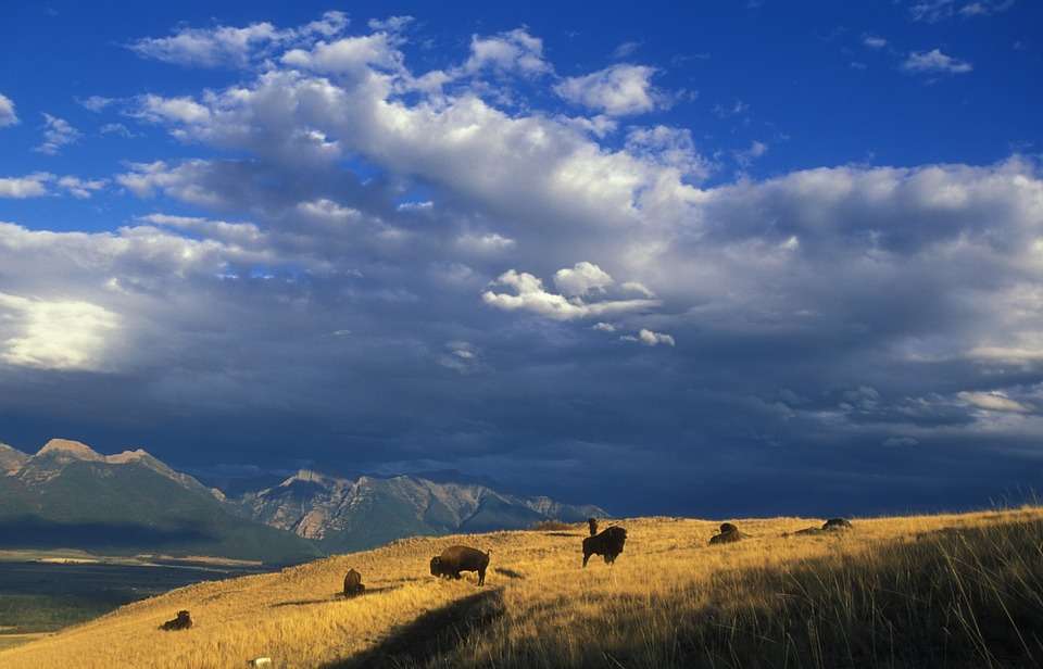 Buffaloes on the prairie. online puzzle