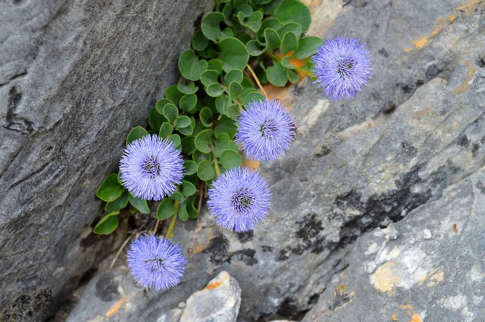 Flores alpinas. rompecabezas en línea