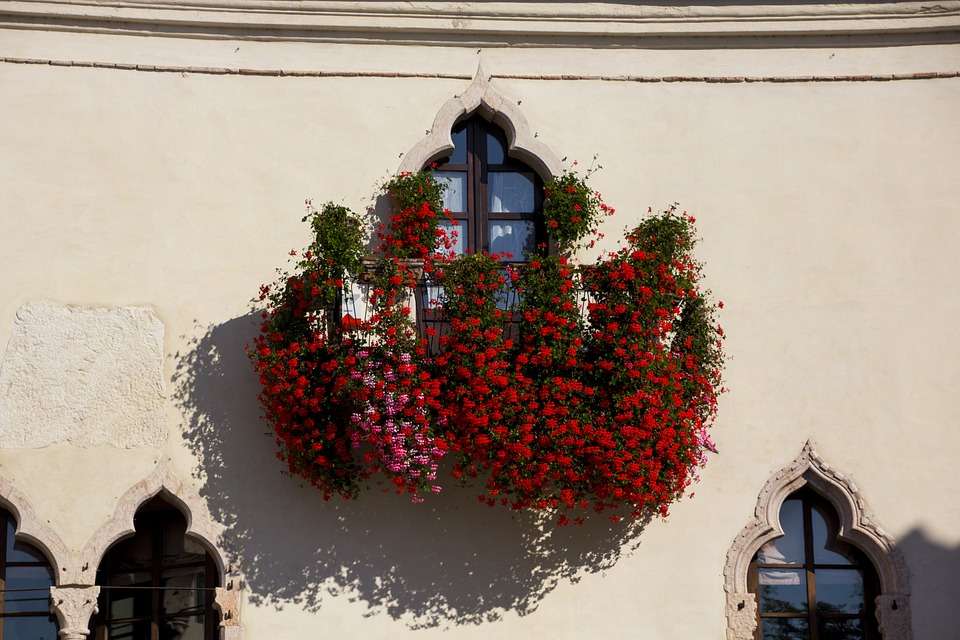 Frumoase geranii în fereastră. puzzle online