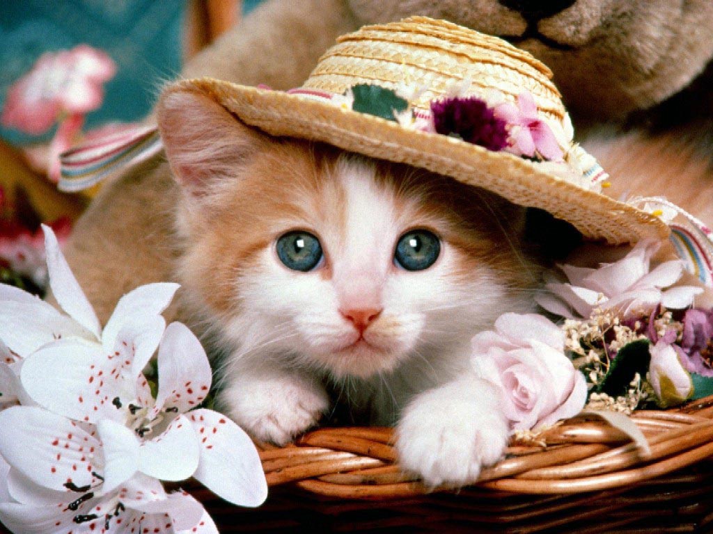 Μια γάτα σε ένα καπέλο παζλ online